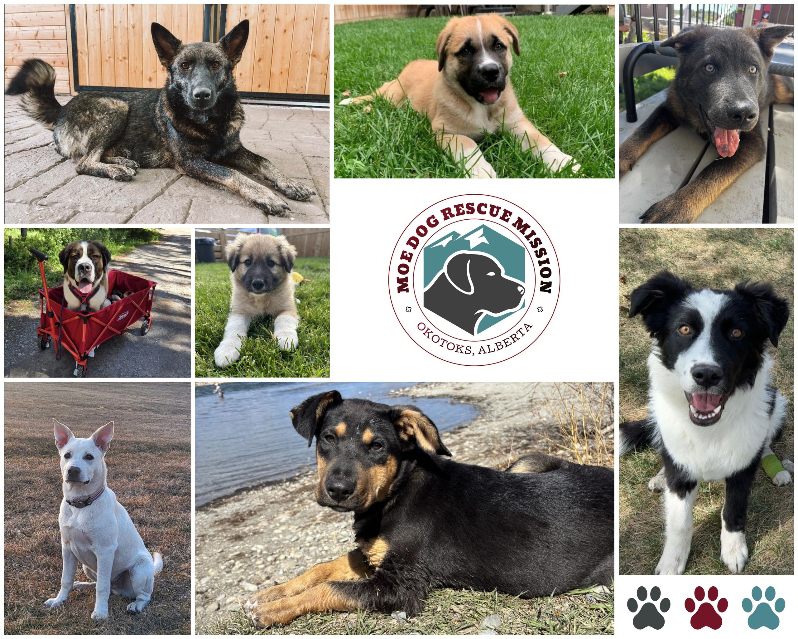 Moe dog rescue mission adoptable dogs dogs